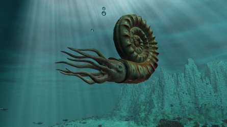 The Ammonoids of Mutriku: An Oceanic Heritage from 100 Million Years Ago.