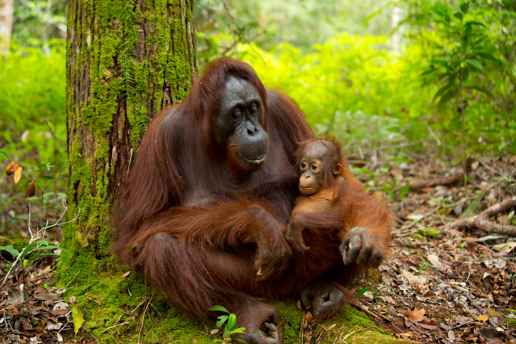 La vida del ‘humano del bosque’ en Borneo, Indonesia