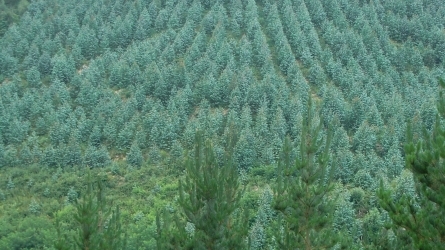 Eukaliptu landaketen azterketa sakon eta osoa