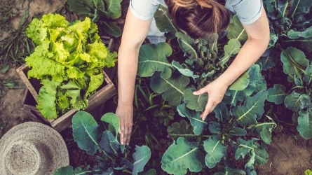 Hacia una cadena alimentaria sostenible: retos y oportunidades