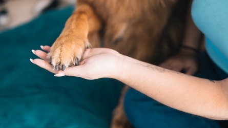 Ética animal en la sociedad Ética animal en la sociedad