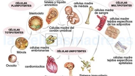 XX aniversario de las células madre embrionarias humanas: pasado, presente y futuro XX aniversario de las células madre embrionarias humanas: pasado, presente y futuro